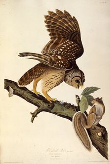 The barred owl. From "The Birds of America", 1827-1838. Creator: Audubon, John James (1785-1851)