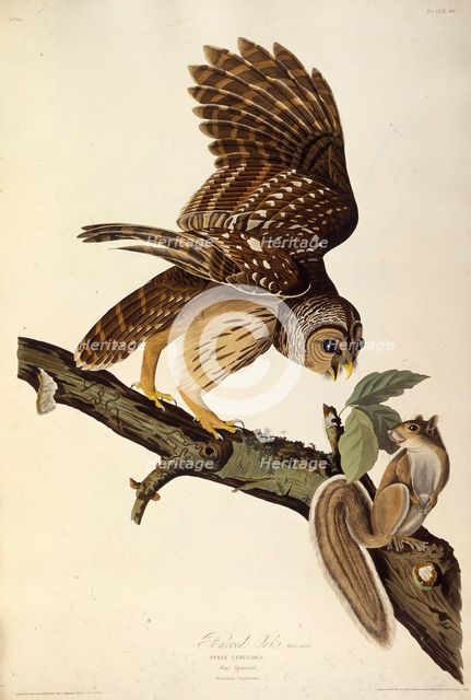 The barred owl. From "The Birds of America", 1827-1838. Creator: Audubon, John James (1785-1851).