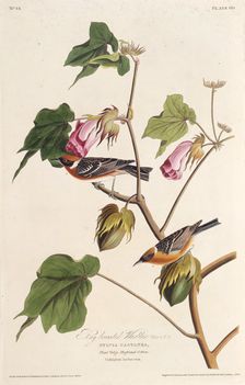 The bay-breasted warbler. From "The Birds of America", 1827-1838. Creator: Audubon, John James (1785-1851)