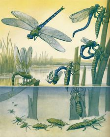 The Beautiful Dragonfly's Life Story 1935