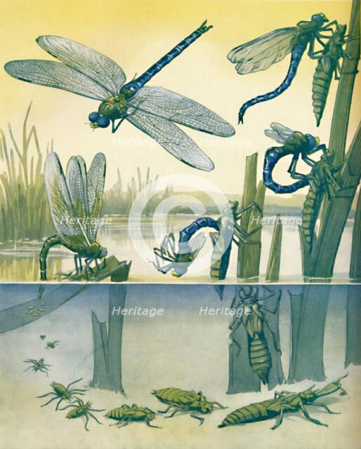 'The Beautiful Dragonfly's Life Story', 1935. Artist: Unknown.