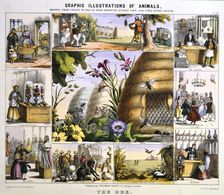 The Bee c1850. Artist: Benjamin Waterhouse Hawkins