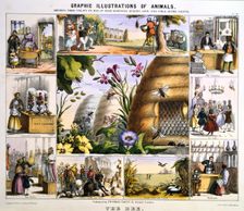 The Bee c1850. Creator: Benjamin Waterhouse Hawkins