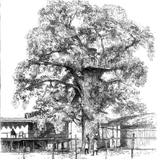 'The Belgium Anti-Slavery Society on the Congo; The Italian Consul's Private Residence, with the Sl Creator: Unknown