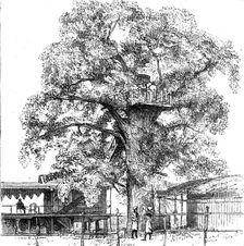 'The Belgium Anti-Slavery Society on the Congo; The Italian Consul's Private Residence, with the Sl Creator: Unknown