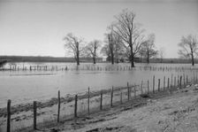 The Bessie Levee, along a subsid...Mississippi River, near Tiptonville, Tennessee, 1937. Creator: Walker Evans
