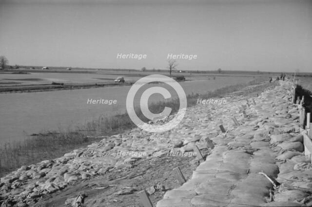 The Bessie Levee, along a subsid...Mississippi River, near Tiptonville, Tennessee, 1937. Creator: Walker Evans.