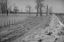 The Bessie Levee augmented with sand bags during the 1937 flood, Near Tiptonville, Tennessee, 1937. Creator: Walker Evans