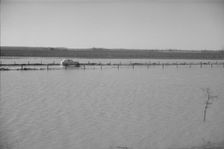 The Bessie Levee augmented with sand bags, near Tiptonville, Tennessee, 1937. Creator: Walker Evans