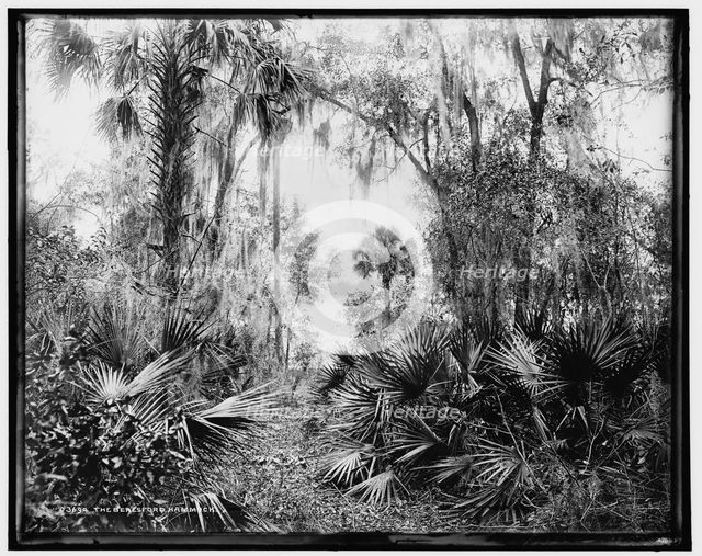 The Beresford Hammock, between 1880 and 1897. Creator: William H. Jackson.
