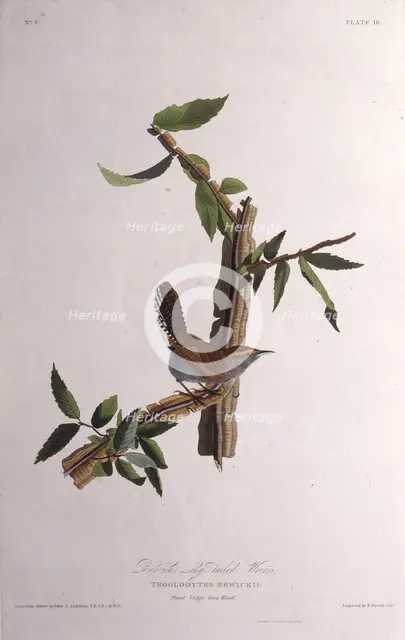 The Bewick's wren. From "The Birds of America", 1827-1838. Creator: Audubon, John James (1785-1851).
