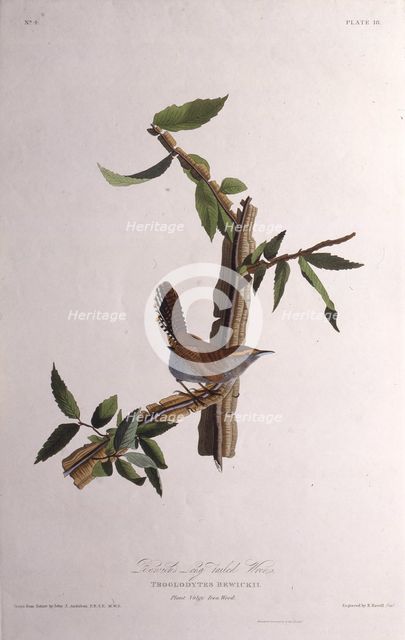 The Bewick's wren. From "The Birds of America", 1827-1838. Creator: Audubon, John James (1785-1851).