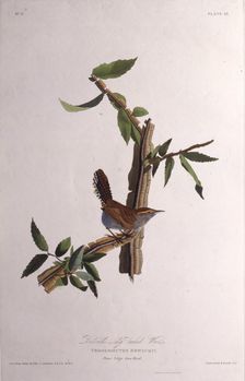 The Bewick's wren. From "The Birds of America", 1827-1838. Creator: Audubon, John James (1785-1851)