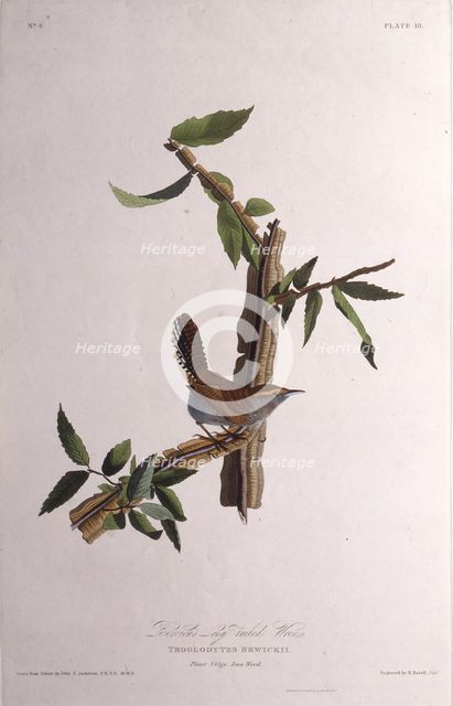 The Bewick's wren. From "The Birds of America", 1827-1838. Creator: Audubon, John James (1785-1851).