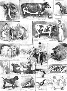 The Birmingham Cattle, Poultry, and Dog Show, 1883. Creator: Unknown