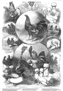 The Birmingham Christmas Poultry Show, 1854. Creator: Unknown