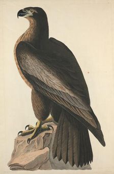 The Bird of Washington or Great American Sea Eagle, 1827. Creator: Robert Havell