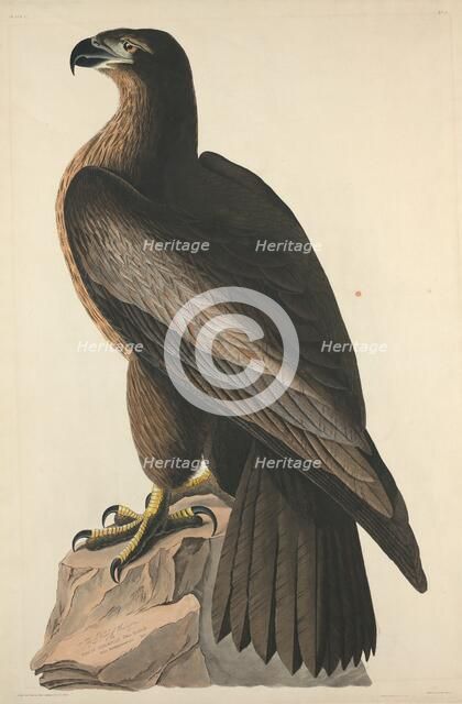 The Bird of Washington or Great American Sea Eagle, 1827. Creator: Robert Havell.