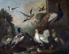 The birds, 17th century. Creator: Melchior d'Hondecoeter