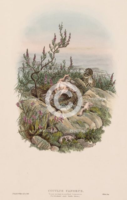 The Birds of Great Britain: Cuculus canorus. Creator: John Gould (British, 1804-1881).