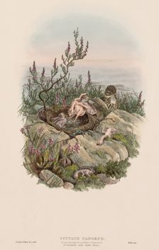 The Birds of Great Britain: Cuculus canorus. Creator: John Gould (British, 1804-1881)