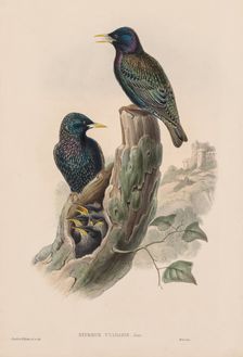 The Birds of Great Britain: Sturnur vulgaris. Creator: John Gould (British, 1804-1881)