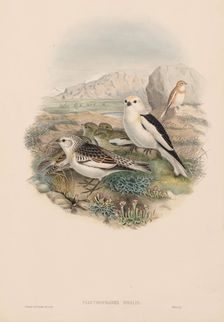 The Birds of Great Britain: Plestrophanes nivalis. Creator: John Gould (British, 1804-1881)