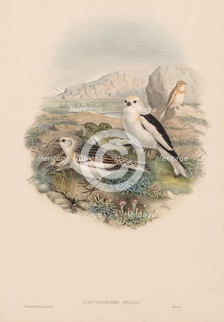The Birds of Great Britain: Plestrophanes nivalis. Creator: John Gould (British, 1804-1881).