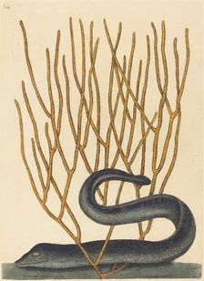 The Black Muray (Muraenae helenae varietas), published 1754. Creator: Mark Catesby