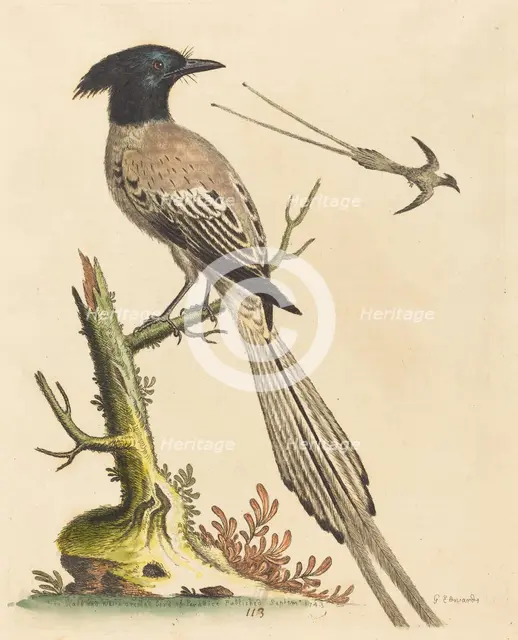 The Black and White Crested Bird of Paradise, published 1743. Creator: George Edwards.