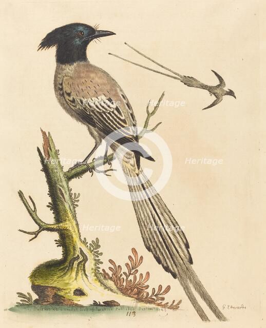The Black and White Crested Bird of Paradise, published 1743. Creator: George Edwards.