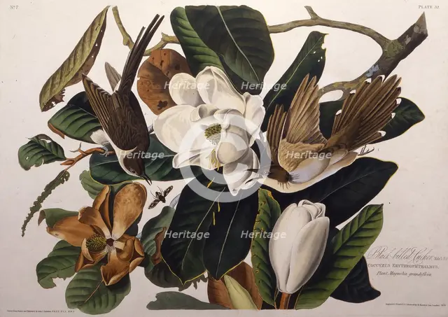 The black-billed cuckoo. From "The Birds of America", 1827-1838. Creator: Audubon, John James (1785-1851).