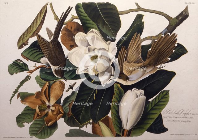 The black-billed cuckoo. From "The Birds of America", 1827-1838. Creator: Audubon, John James (1785-1851).