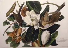 The black-billed cuckoo. From "The Birds of America", 1827-1838. Creator: Audubon, John James (1785-1851)