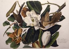 The black-billed cuckoo. From "The Birds of America", 1827-1838. Creator: Audubon, John James (1785-1851)
