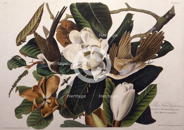 The black-billed cuckoo. From "The Birds of America", 1827-1838. Creator: Audubon, John James (1785-1851).