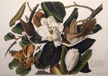 The black-billed cuckoo. From "The Birds of America", 1827-1838. Creator: Audubon, John James (1785-1851)