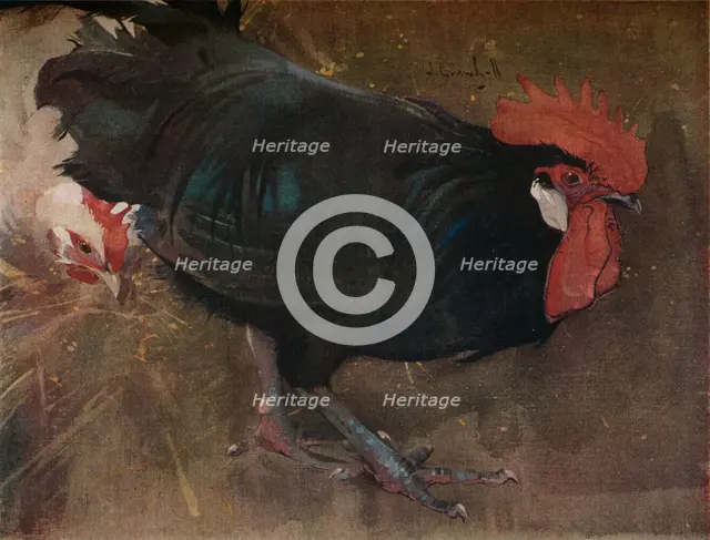 'The Black Cock', c1894. Artist: Joseph Crawhall.