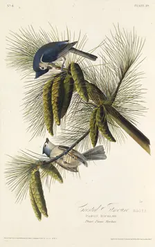 The black-crested titmouse. From "The Birds of America", 1827-1838. Creator: Audubon, John James (1785-1851)