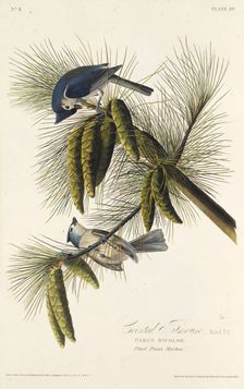 The black-crested titmouse. From "The Birds of America", 1827-1838. Creator: Audubon, John James (1785-1851)