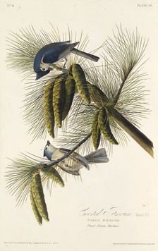 The black-crested titmouse. From "The Birds of America", 1827-1838. Creator: Audubon, John James (1785-1851)