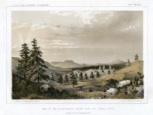 The Black Forest Mount Hope and Sierra Prieta, USA, 1856.Artist: E Stout