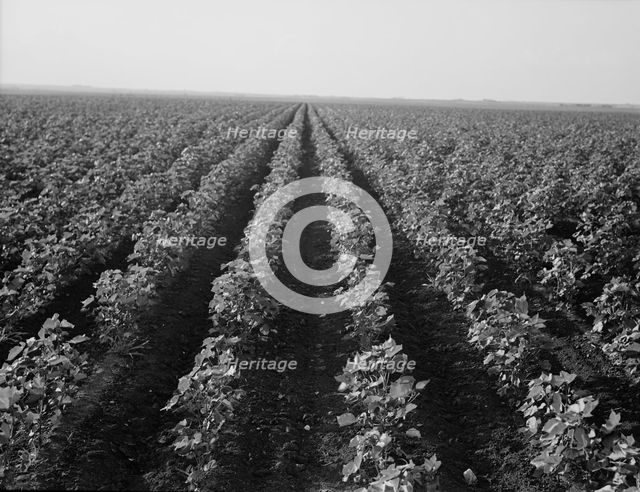 The Black Wax area of Texas, near Georgetown, Texas, 1938. Creator: Dorothea Lange.