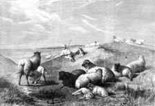 "The Blessings of a Shepherd's Life" by H. B. Willis, in the Gallery of the British..., 1862. Creator: Mason Jackson
