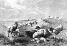 "The Blessings of a Shepherd's Life" by H. B. Willis, in the Gallery of the British..., 1862. Creator: Mason Jackson