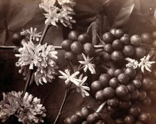 The blossom and fruit of a coffee tree (Coffea arabica), c1860s. Creator: Unknown