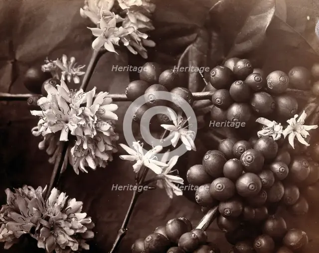 The blossom and fruit of a coffee tree (Coffea arabica), c1860s. Creator: Unknown.