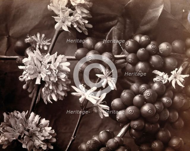 The blossom and fruit of a coffee tree (Coffea arabica), c1860s. Creator: Unknown.