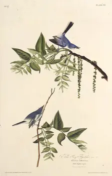 The blue-gray gnatcatcher. From "The Birds of America", 1827-1838. Creator: Audubon, John James (1785-1851)