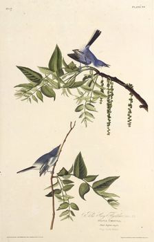 The blue-gray gnatcatcher. From "The Birds of America", 1827-1838. Creator: Audubon, John James (1785-1851)